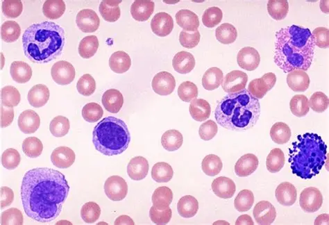 Leucócitos identificados ao microscópio